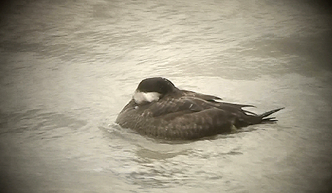 Common Scoter