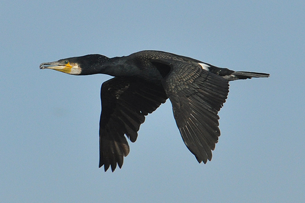 Great Cormorant