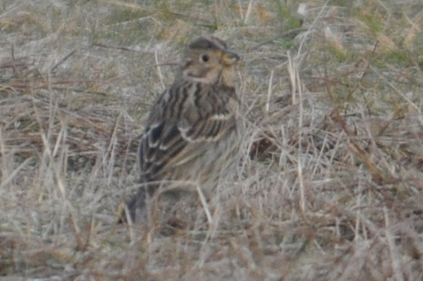 Corn Bunting