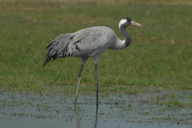 common crane cropredy, oxfordshire