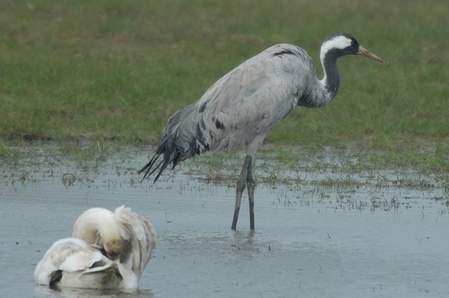 common crane cropredy, oxfordshire