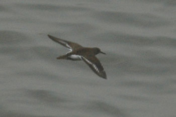 Common Sandpiper