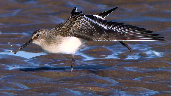 juvenile curlew sandpiper photo