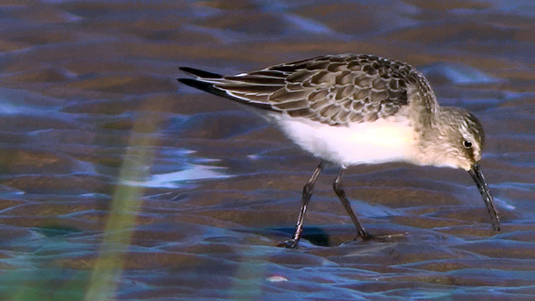 juvenile curlew sandpiper photo