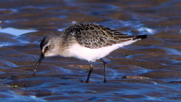 juvenile curlew sandpiper photo