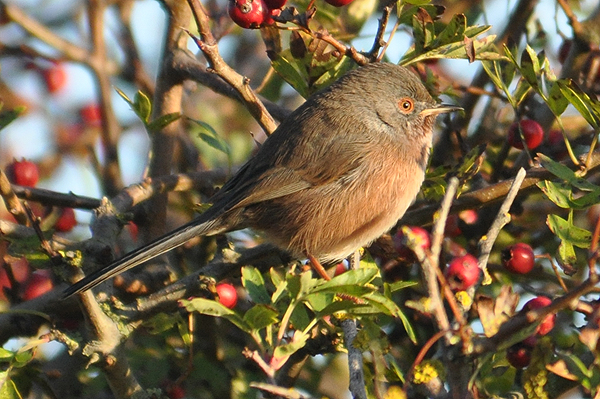 Dartford Warbler