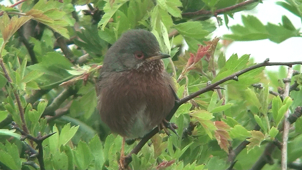 Dartford Warbler photo