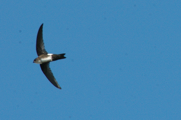 Antillean Palm Swift