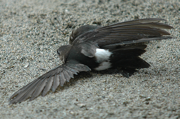 Antillean Palm Swift