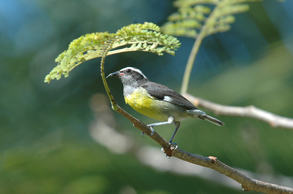 Bananaquit