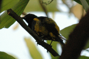 Black-cowled Oriole