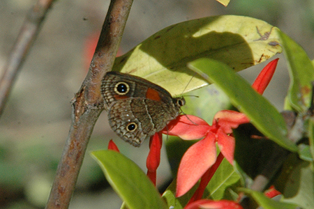 Rusty Ringlet