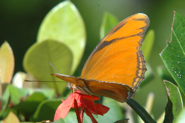 Julia Longwing Butterfly