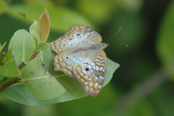 White Peacock