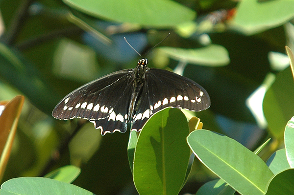 Polydamas Swallowtail Butterfly