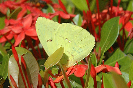 Cloudless Sulphur Butterfly