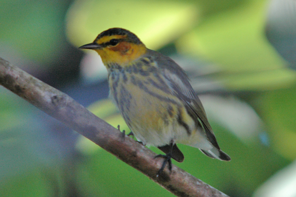 Cape May Warbler