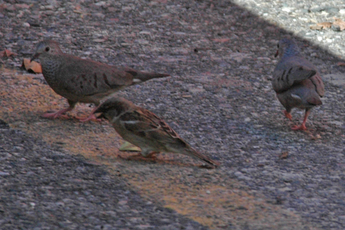 Common-ground Dove