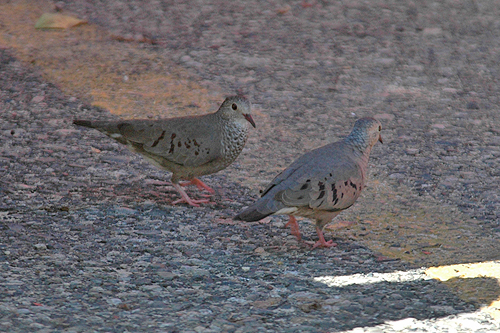 Common-ground Dove