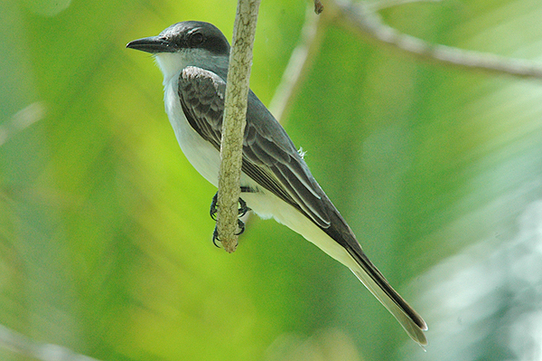 Gray Kingbird