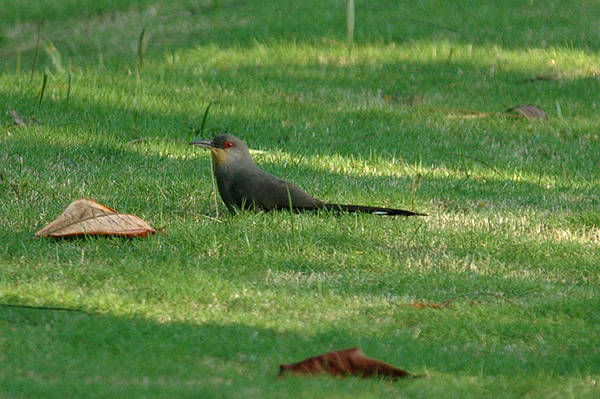 Hispaniolan-lizard Cuckoo