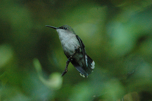 Vervain Hummingbird