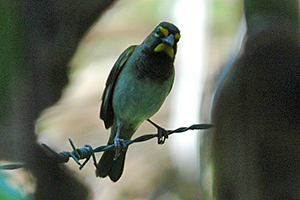 Yellow-faced Grassquit