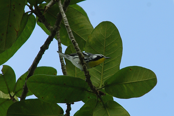 Yellow-throated Warbler