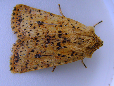 Dotted Chestnut