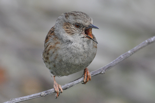 Dunnock