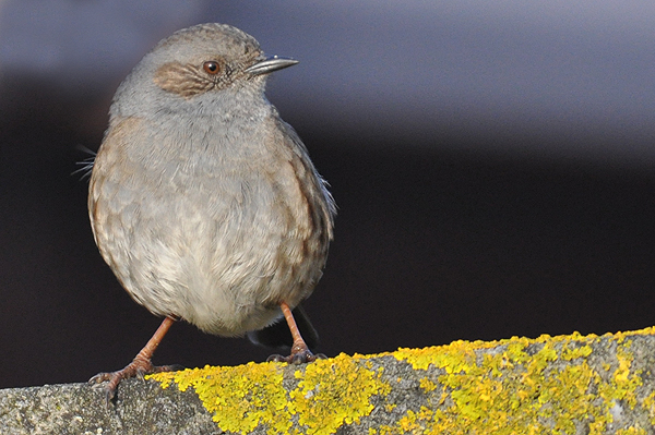 Dunnock