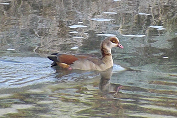 Egyptian Goose