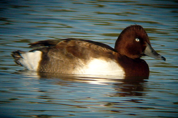 Drake Ferruginous Duck