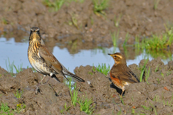 Fieldfare