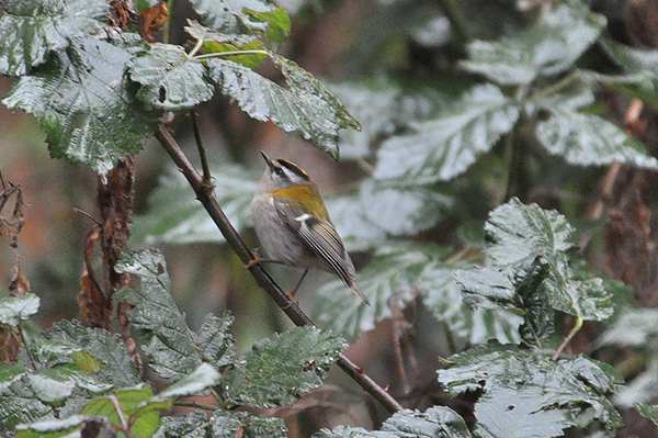 Firecrest