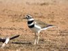 kildeer