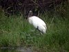 wood stork