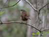 carolina wren2