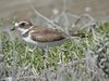 semi-palmated plover