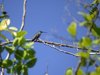 ruby-throated hummingbird