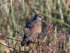 snail-kite