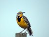 eastern-meadowlark