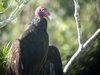 turkey vulture