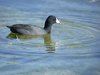 american coot