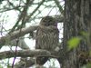 barred owl2