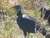 american black vulture