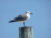 laughing gull