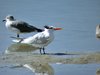 royal tern2