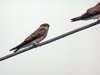 rough-winged swallow