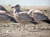 american herring gull3